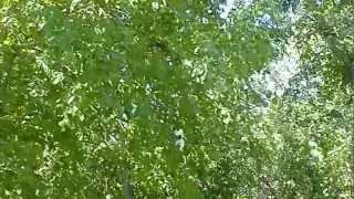 Парк в Кривякино (Воскресенск)