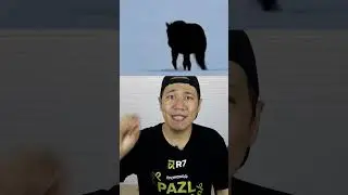 🐴 ЖЫЛҚЫ ҚАЙДА БАРА ЖАТЫР?