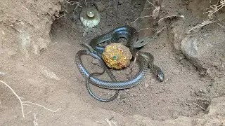We Found A Huge Treasure Backed By A Venomous Snake So Precious And Rare