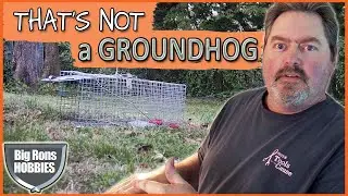 Trail cam. Part 1 Live trap set for a groundhog, but what did I catch ?