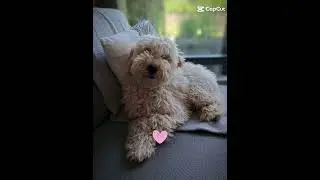 my dog