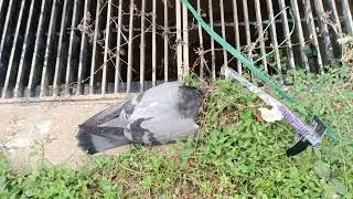 Pigeom Culling?