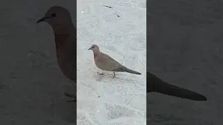 DESERT BIRD 