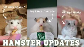 Updates on the Hamsters! | vlog