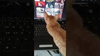 KATE KURAY - shorts anlamlı inanılmaz sevimli bebek kedi mama bekliyor