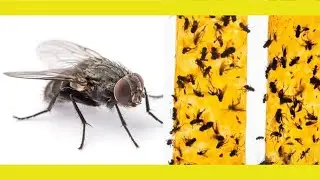 Cómo hacer una trampa para moscas Propia trampa para moscas Trampa moscas con remedios caseros.