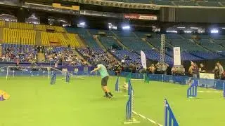 Dog Does Agility Trial at SNAC