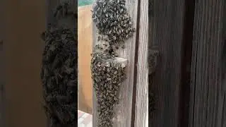 Абхазские пчелы