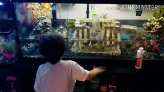 Freshwater Tank Maintenance | African Cichlids | 75 Gallon Tank