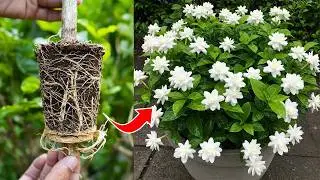 🌿How to Grow Mogra Jasmine! Propagate Mogra Jasmine Plant🌼