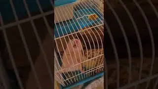 🐹 Hamster In Her Cage