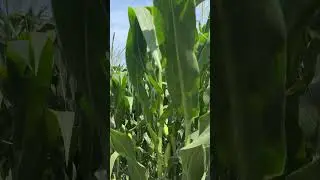 Corn Farm #shorts