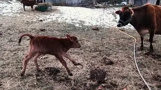 A CALF IS BORN ... ON THE HOMESTEAD!!!