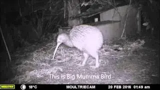 Big Kiwi - Little Kiwi