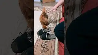Васечка, кошачьи нежности.