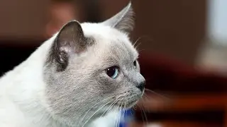 Чемпион Мира ЛУЛАМЕЙ Тайская Легенда.