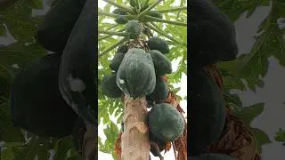 પપૈયું // Farming Lover// Vegetables and Fruits #viral #youtubeshorts #reels #india