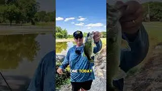 The BEST Bass Fishing Lure for August? The Bellows Shad catches fish!