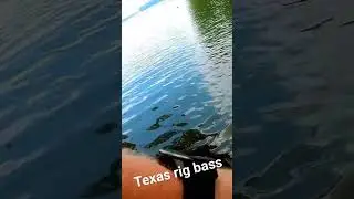 Texas rig bass #fishingequipment #nature #bass #iowa #fishing #fishinggear #lake #iowaoutdoors