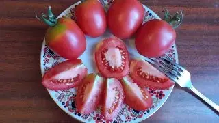 Сорт томата 