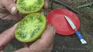 О сортах томатов ПРЕКРАСНАЯ СМОЛКА часть 2