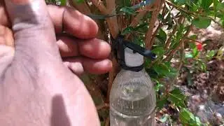 🎥 شاهد كيف تحول غصن رمان إلى شتلة قوية! 😍🌳
