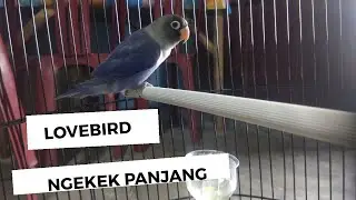 LOVEBIRD BELAJAR NGEKEK PANJANG