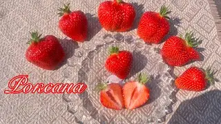Роксана!!! Вот сорт, который никогда не подведет!!!