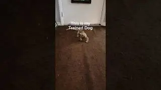 My lizard acts like a CAT! 