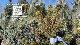 Еще одно пополнение из европейского питомника!