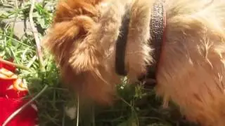Гавайское Лето в Сибири!!