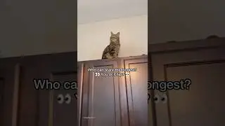 Can you stare longer than my CAT?