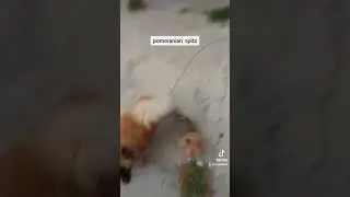 pomeranian spitz (Boss ve Queen)