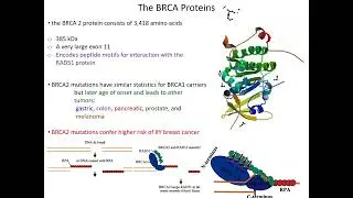 Genetic Predispositions (BRCA mutations, alcoholism, PKU)