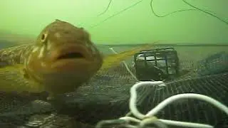 Catching Crabs using a Crab Ring and a Camera