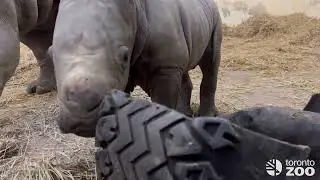 Tire; a tank puppy's best friend 🦏 White Rhino Calf Enrichment