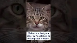 How to take care of old cats? 1 #shorts