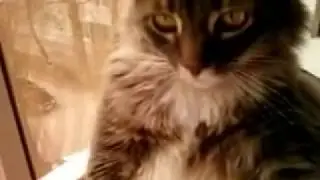 Видео0002