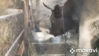 Жизнь без стада.  Последние дни на поле