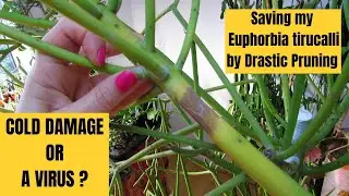 Saving my Euphorbia tirucalli by drastic Pruning, Cold Damage or a Virus ? #cactus #succulents