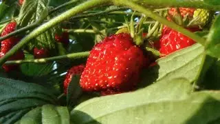 WINO POZIOMKOWE - eksperymentalny przepis