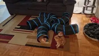 кото коллайдер