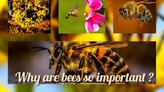 GCS: why are bees so important?