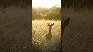 El Corzo Libre