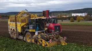 Rübenernte| Beet Harvest| neuer ROPA TIGER 6S + Holmer