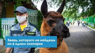 Детеныш альпаки и гуанако. Такого не встретишь в природе!