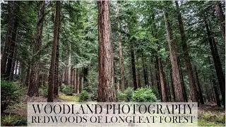 Woodland photography - Redwoods of Longleat forest