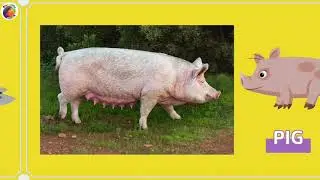 Domestic  Animals for Kids | Domestic Animal Domestic animals new| Farm and Pet animals| Stay Little