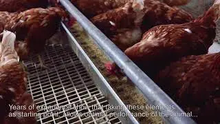 Cage free production