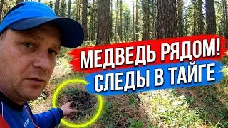 ПРИЕХАЛИ НА СБОР КЕДРОВОЙ ШИШКИ / ТАЙГА В СИБИРИ / КЕДРОВЫЙ ОРЕХ В КРАСНОЯРСКОМ КРАЕ